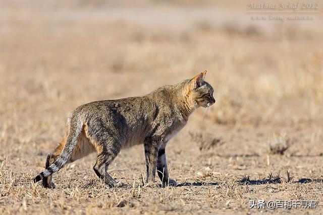 草原斑猫和亚洲野猫:为什么人类几千年了都没驯化猫？ 非洲野猫和狸花猫的区别