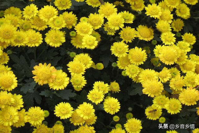 菊花顶金丝雀图片:都来比比晒晒5.1节拍的月季花，看看谁拍的最养眼？怎么样？