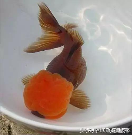 澳洲彩虹鱼发色:冷水鱼有什么好养一点的，除水藻鱼有什么推荐？