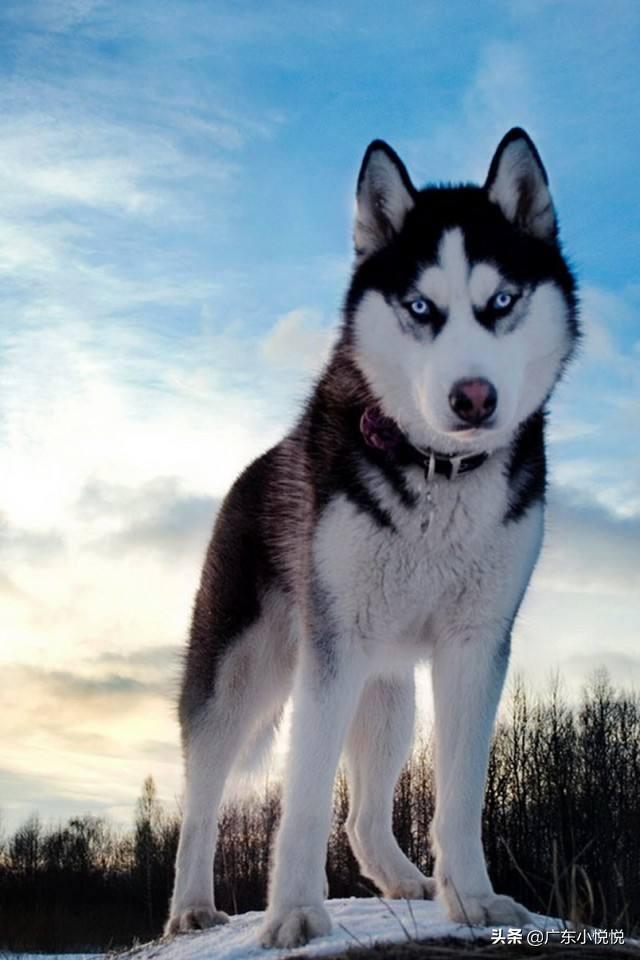 爱斯基摩雪橇犬在南极生活:爱斯基摩生活在南极还是北极 如果把1000只哈士奇放到南极洲去，能生存下来吗？