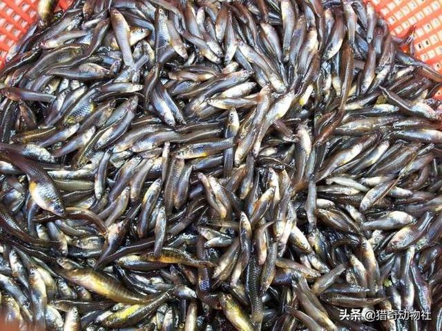 华丽巨蚊会捕食蚊子吗:当年我国引进“大肚鱼”用来灭蚊，后不小心泛滥，如今怎样了？