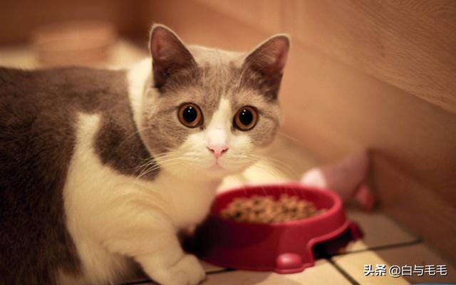 猫的品种及图片:想养猫，新手养什么种类的猫合适，需要注意些什么？