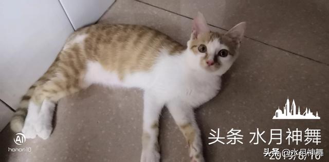 宠物健康护理员模拟题:为了照顾好狗子猫咪的健康，你都做过哪些努力？ 宠物健康护理员理论知识训练题