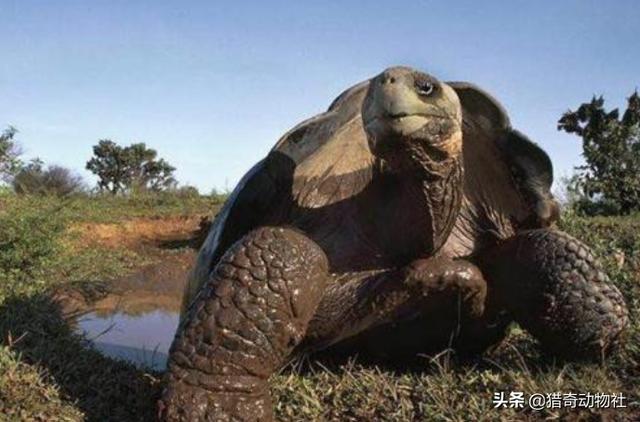 什么龟最长寿？