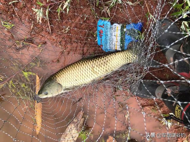 哪里可以买到软骨鲫鱼:什么叫软骨鲫 有没有适合武汉地区鱼类的好用的钓鱼小药推荐？