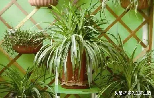 疫情在家想种一些植物,哪些植物好看又耐养的？