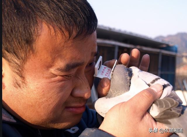 快速信鸽眼砂:什么样的信鸽好飞的快？什么样的信鸽爱得冠军？