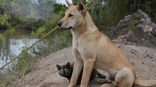 看家大型犬排名:最适合看宅守院，体型又不太大，比较文静的狗是哪一种？
