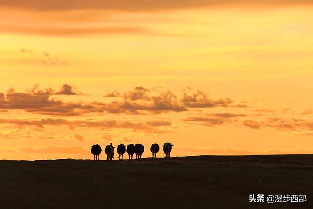 边境之旅狸猫哪里多:2021年6月份去呼伦贝尔大草原旅游哪里比较好玩？ 边境之旅狸猫哪里多