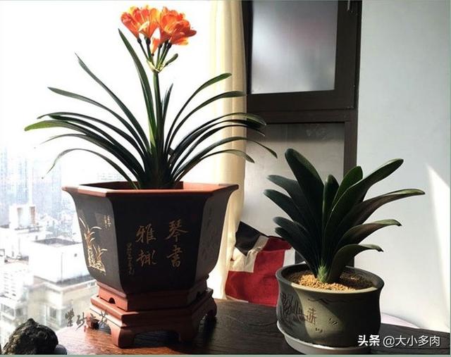 花土里加火山石:发财树盆里能用铺面石吗？
