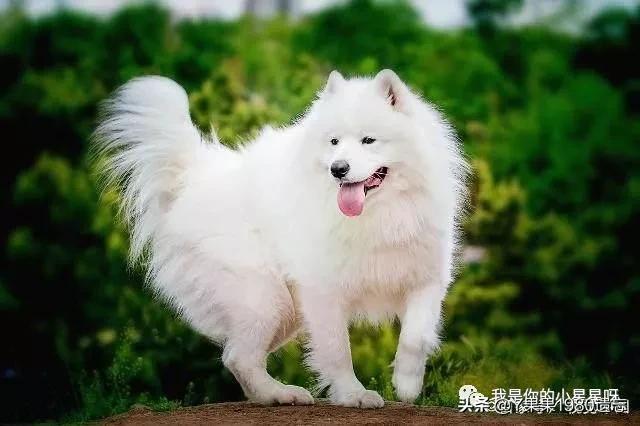 可爱的白色小狮子狗:有什么白色的犬种介绍吗？