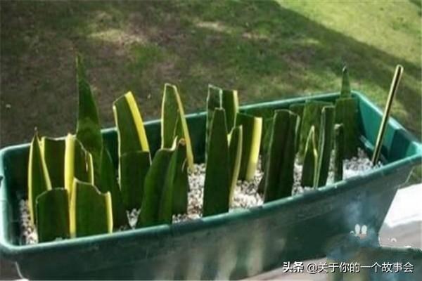 虎皮兰怎么养:虎皮兰怎么养才能长的茂盛又爆盆？