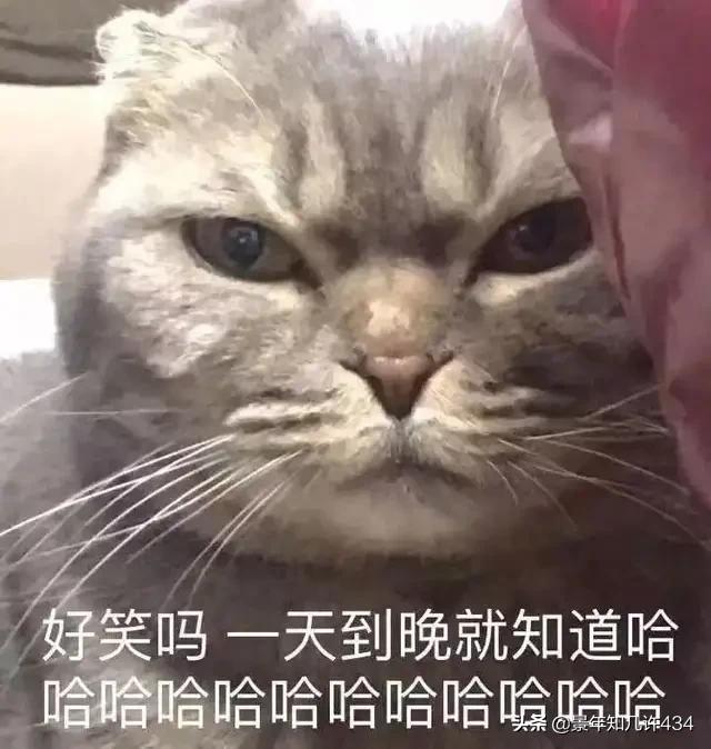 包子脸猫咪表情包:大家有没有什么萌宠表情包？越沙雕越可爱越好？