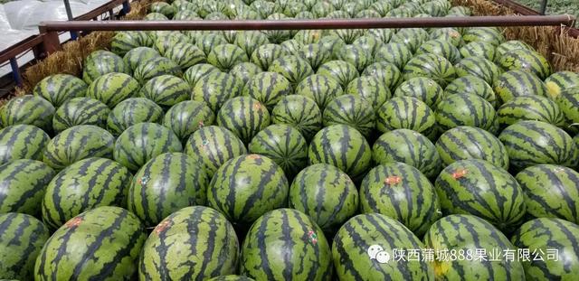怎么种西瓜,西瓜怎么种植才又大又甜？