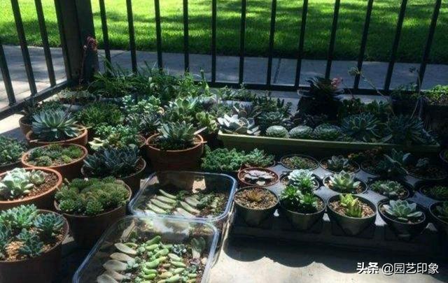 番杏科肉锥花属多肉植物:多肉多少温度停止施水肥比较好？