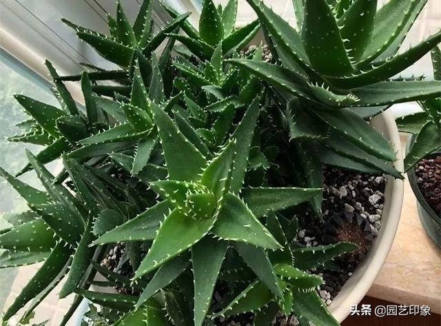 条纹十二卷 是芦荟吗:有喜阴耐寒的多肉植物吗？