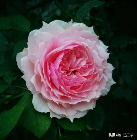 vents月季花品种介绍及图片:什么月季花期长，花型不散？