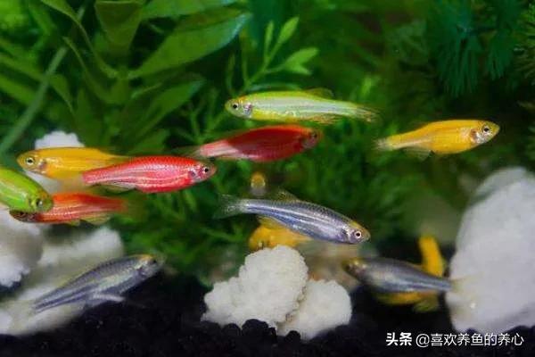紫须鳗虾虎鱼:紫鳗虾虎鱼 你吃过的最奇葩的食物是什么？