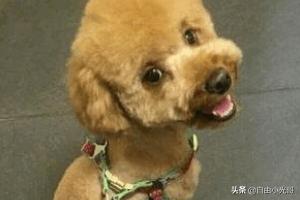 泰迪犬怎么养胖:怎么样喂食泰迪犬是在坑它？