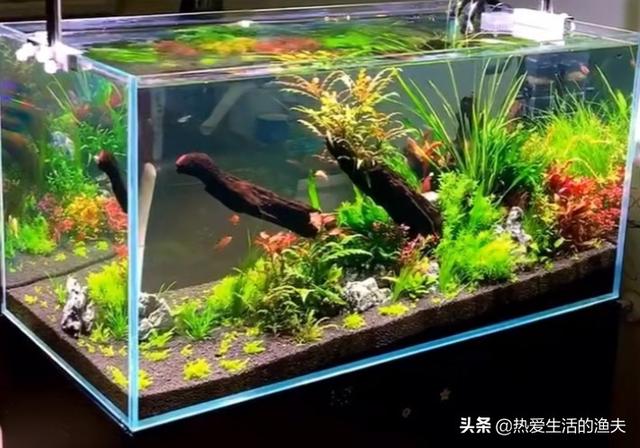 苹果螺爆缸了怎么办:鱼缸壁上的水藻该怎么去除？