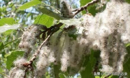 植物种子的传播方式有哪些(植物种子的传播方式有哪些 百度经验)