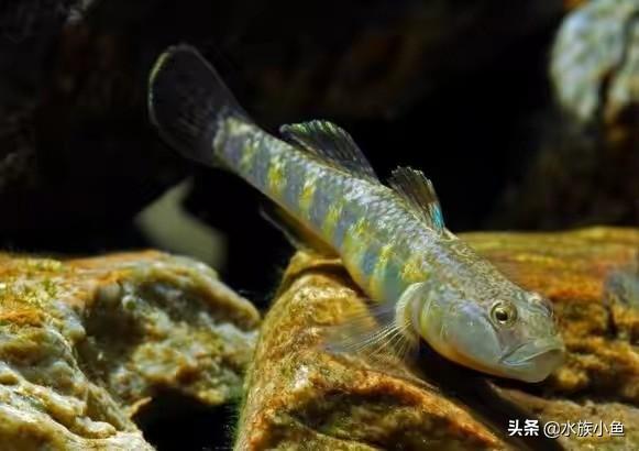 观赏鱼的种类图片:你的鱼缸里面养了哪些小型原生淡水观赏鱼？