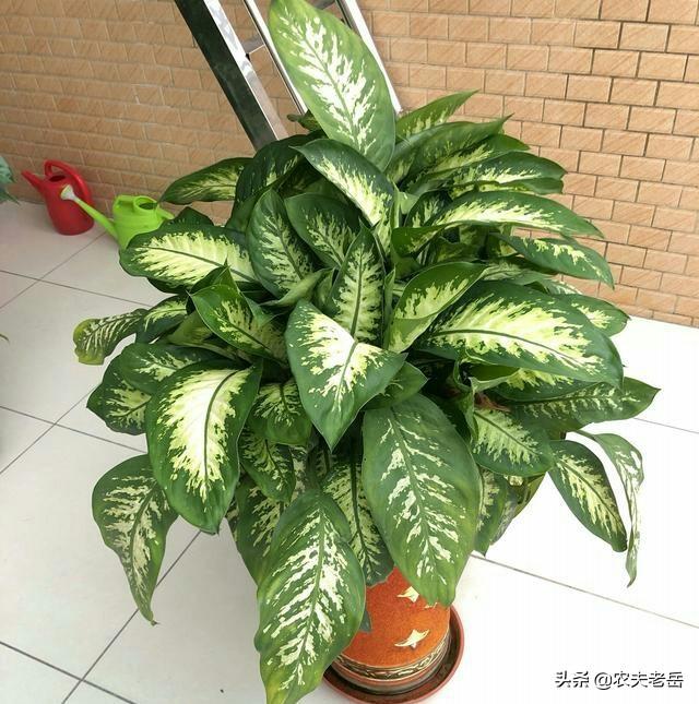 花叶万年青根部腐烂:万年青叶子有点烂是怎么回事呀？