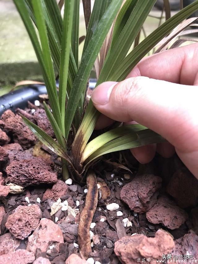 苞芽子真菌性皮肤病:沙田柚种植新技术有哪些？