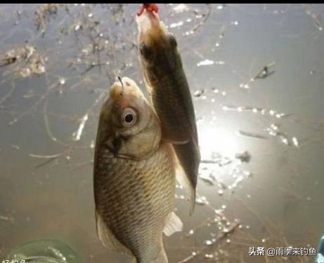钩盲蛇吞食蚯蚓:用蚯蚓做饵料怎么会被鱼吃得一点不剩呢？