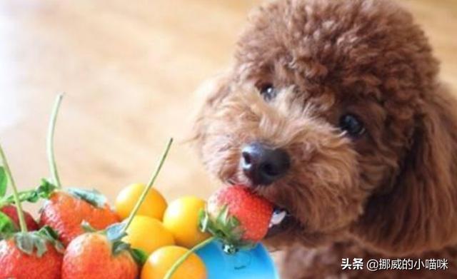 宠物小狗眼泪多怎么回事:狗狗流眼泪是因为难过吗？