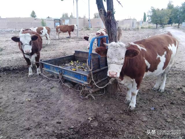 农村养的牛寿命一般能活多少年？怎么才能分辨牛的年龄？