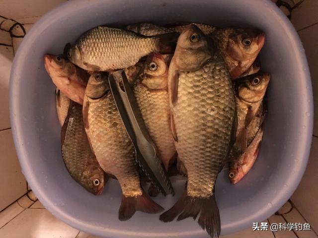 索克的尾巴尖 触发:索克尾巴尖触发教程 冬钓矶竿串钩鱼口轻，竿梢无信号，铃铛效果更差，该怎么办？