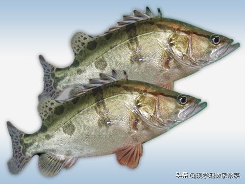 鲈鱼和桂鱼的区别图片