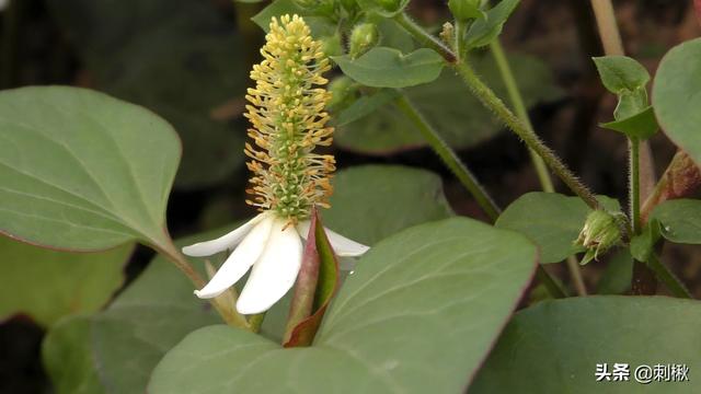 猪鼻蛇苗开食:药用价值极高的野果蛇莓，可以正常食用吗？种植前景如何呢？