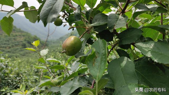 无人机遛狗:用无人机给果树打农药效果怎么样？