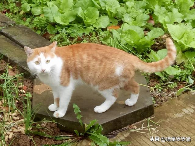 会弹琴的小猫咪图片:小猫咪自己一个人在家久了会孤独吗？