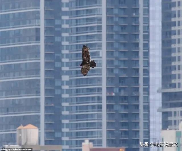 天空惊现死人图0，停泊在纽约的美军医疗船“仁慈号”上空出现秃鹫，说明了什么