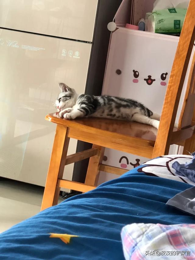村里楼房养猫注意事项:宠物猫在农村家庭怎样正确放养？