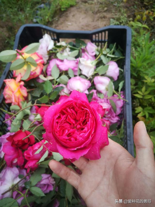 最香的几款月季品种是什么？插图16