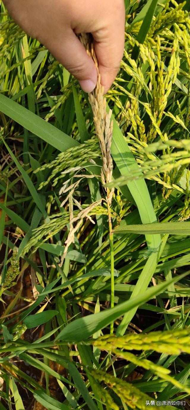 头条问答 - 水稻穗颈瘟该如何预防?(18个回答)