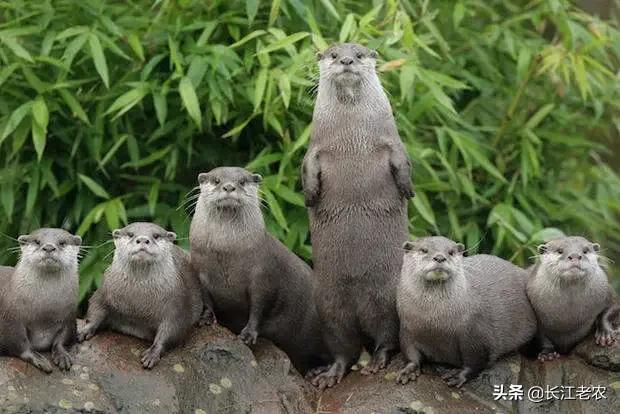 獾猪可以人工饲养吗:水獭可以人工养殖吗？需要办证吗？