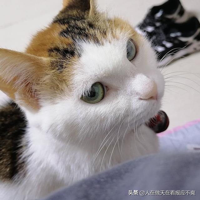 猫咪恨主人的十种表现蓝猫:猫咪会把主人当成妈妈吗？会有什么表现？