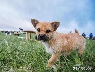 纸箱狗窝图片大全:狗狗晚上总是叫，是怕黑吗？怎么办？