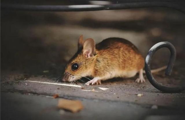 微信上的田钰瑶补肾，在网上常常看到广西人抓老鼠拿来做菜吃，老鼠能吃吗？