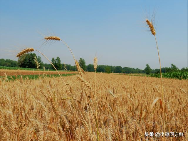 春小麦和冬小麦成熟时间差多少，为什么还不熟的小麦，一场大雨就熟透了