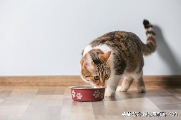 猫 心丝虫 检测:猫心丝虫检测 猫咪身上有虫，会有什么表现？