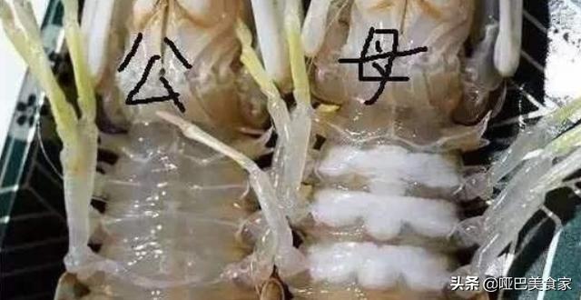 皮皮虾功效壮阳，胶东人最爱吃的爬虾，什么季节最肥