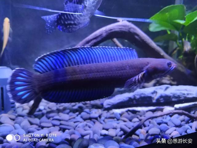 宠物鱼最好养活:什么动物养起来简单又省心（最好是水里长的）？