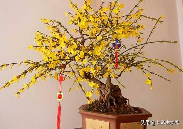 范无病 腊梅:范无病与范腊梅 为什么有的腊梅在立春后开花？
