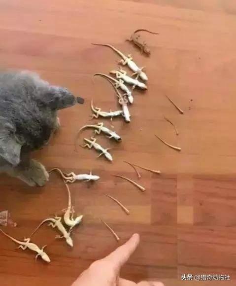 华丽巨蚊会捕食蚊子吗:只有母蚊子才会叮人吸血吗？